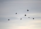 Alpenkraai (red billed chough)(Pyrrhocorax pyrrhocorax centralis) - Hustai Nuruu 08-08-2016